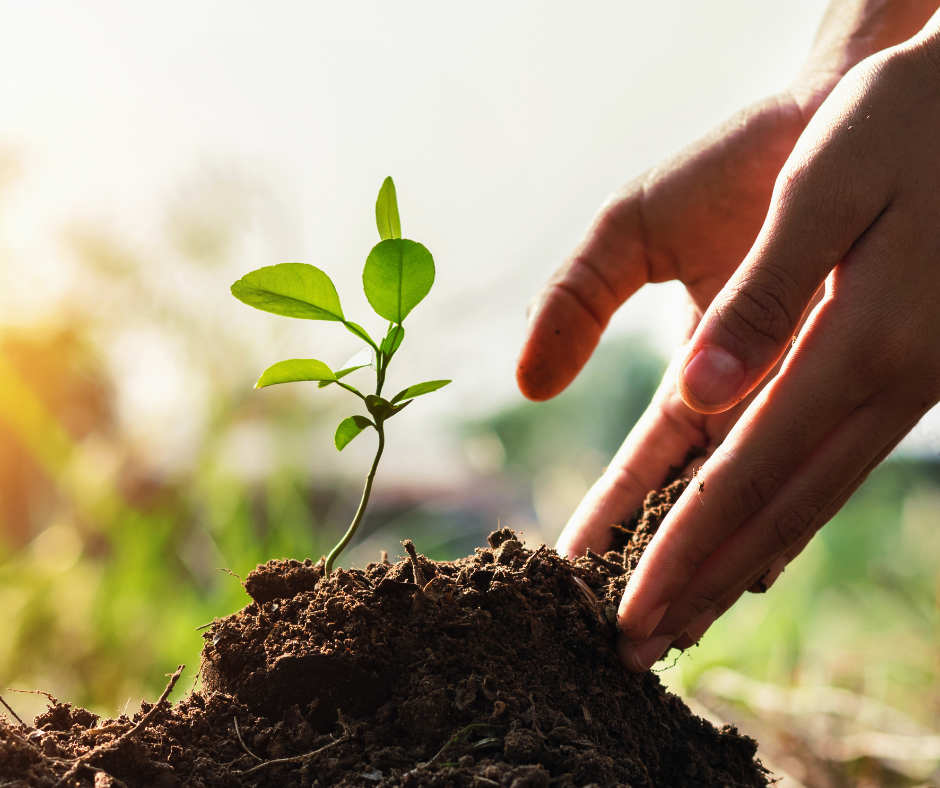 Copy of Sustainability Blog Header